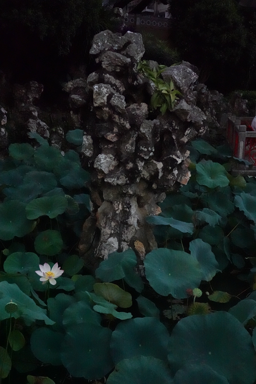 盧廉若公園的假山石。人民網(wǎng) 唐佳 攝