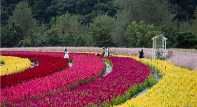 韓國(guó)鐵原：鮮花綻放