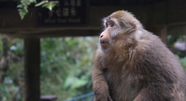 峨眉山偶遇“老表”怎么辦