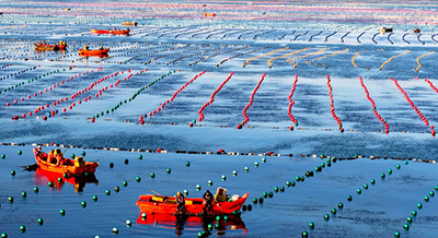 海洋牧場作業(yè)忙