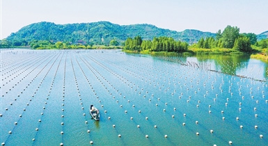 珍珠裡的生態(tài)智慧